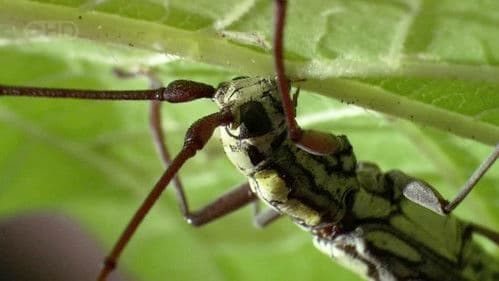 The Queen of Trees Bild 1