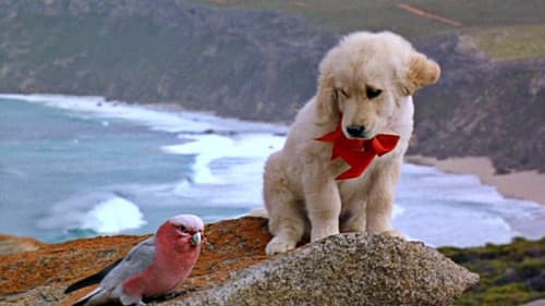 Napoleon - Abenteuer auf vier Pfoten Bild 7