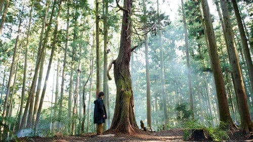 Die Blüte des Einklangs Bild 4