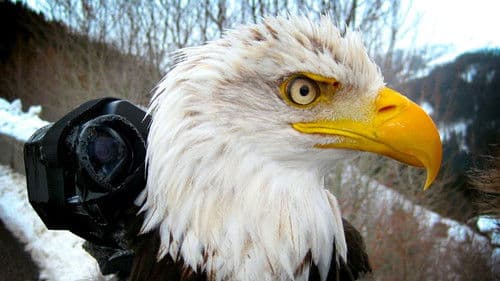 Die fantastische Reise der Vögel Bild 3