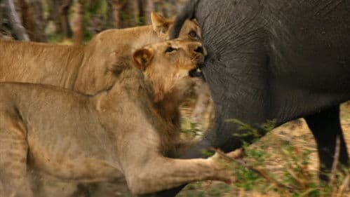 Africa's Giant Killers Bild 1