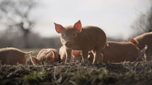 Wildes Land - Die Rückkehr der Natur Bild 1