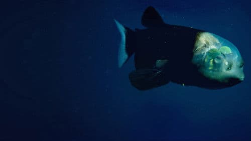 World's Weirdest: Extreme Body Parts Bild 3