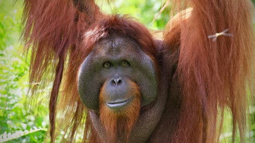 Orang-Utans - Borneos Waldmenschen Bild 4