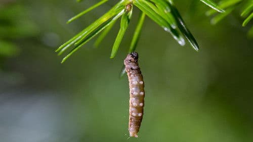 Die Tricks des Überlebens Bild 4