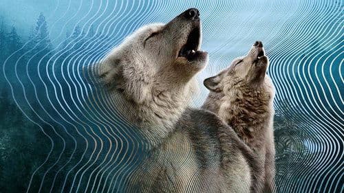 Die geheime Welt der Klänge mit David Attenborough Bild 1