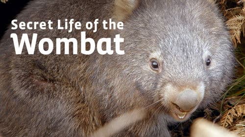 Secret Life of the Wombat Bild 1