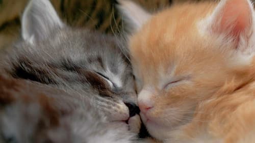 Wie die Katze die Welt eroberte Bild 3