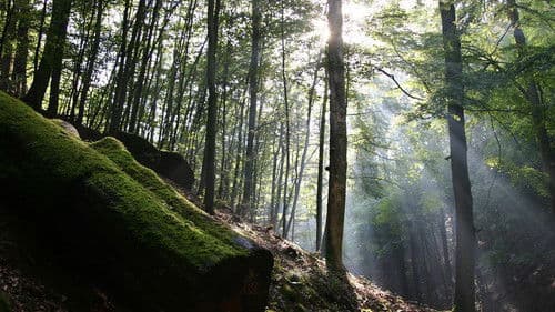 Das grüne Wunder - Unser Wald Bild 2