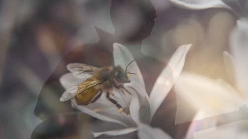 The Artist Body Bild 4