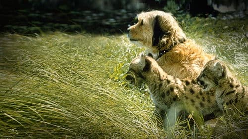 Benji, sein größtes Abenteuer Bild 8
