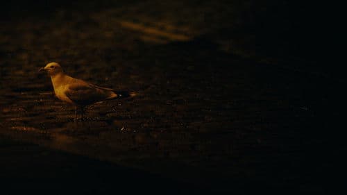 Ikke Mat Måken Bild 1