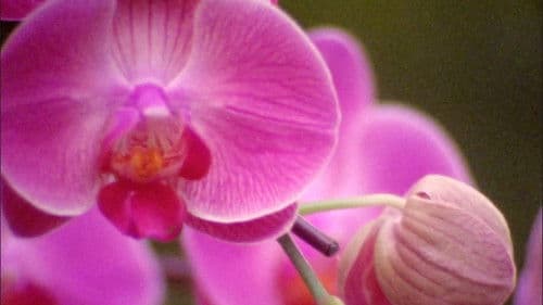 Quebrando Mitos: A Frágil e Catástrofica Masculinidade de Bolsonaro Bild 1