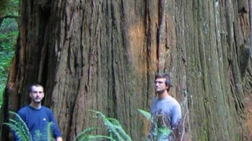 Redwoods: Anatomy of a Giant Bild 1