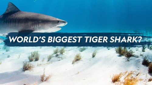 World's Biggest Tiger Shark Bild 3