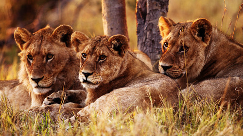 Wildes Botswana Bild 2