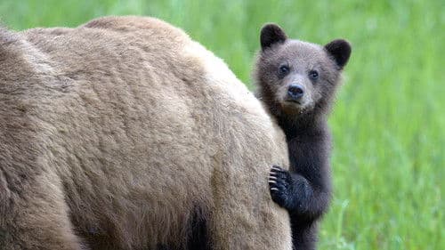 Wilde Tierbabies Bild 3