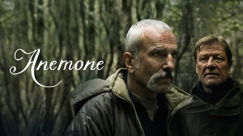 Anemone Bild 1