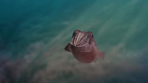 Sépia, l'odyssée d'une seiche Bild 1