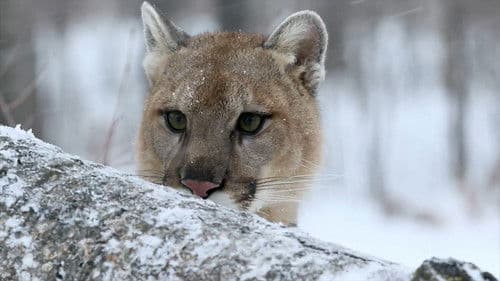 Der unsichtbare Puma - Ein Besucher in Frankreichs Wäldern? Bild 1