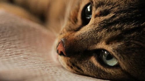 Kedi - Von Katzen und Menschen Bild 3