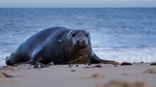 Die wilde Nordsee Bild 5