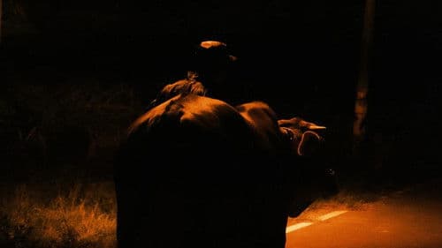 這不是我的牛 Bild 1