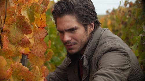 Der Wein und der Wind Bild 1