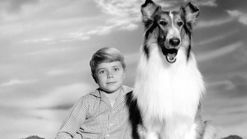 Lassie Bild 2