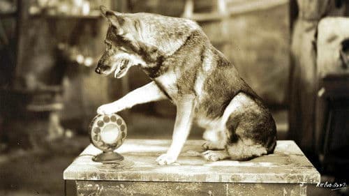 The Million Dollar Collar Bild 1