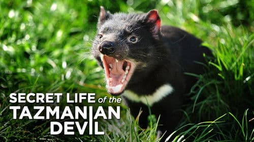 Secret Life Of The Tasmanian Devil Bild 2