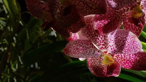 Im Reich Der Pflanzen - mit David Attenborough Bild 1