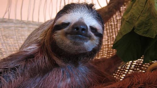 Meet the Sloths Bild 2
