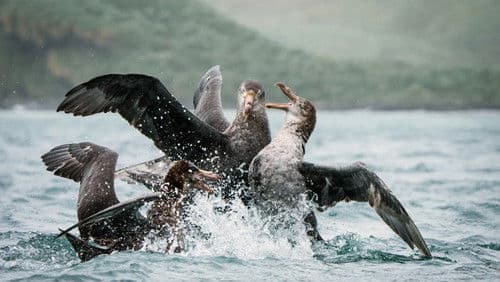 Tiere im Sturm Bild 5