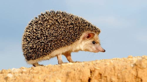 Podivuhodná cesta ježka Aladina Bild 1