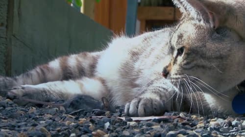 Psycho Pussies: Mad Cat Attacks Bild 2