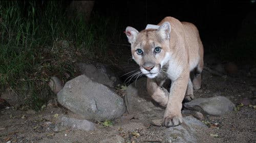 The Cat That Changed America Bild 1