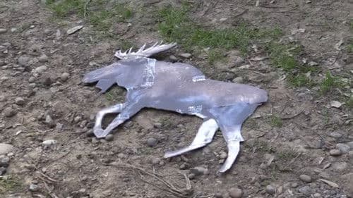 ARGYLE JENKINS: INTERNATIONAL MOOSE CATCHER Bild 1