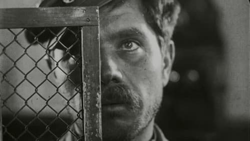 Schwein bleibt Schwein Bild 3