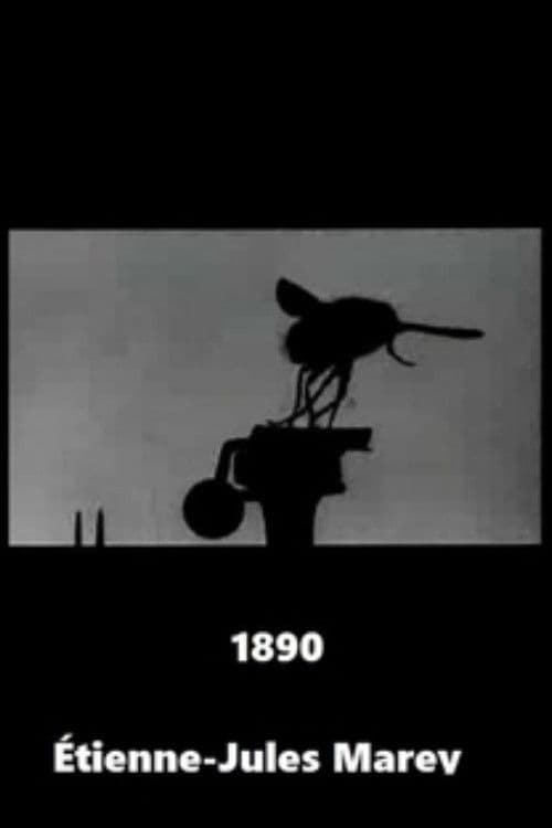 Vol de la grosse mouche bleue