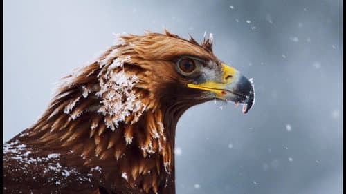 Adler - Kraftprotze mit Durchblick Bild 1