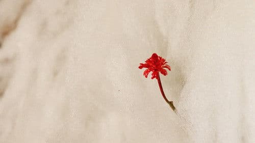 Mãe da Manhã Bild 2