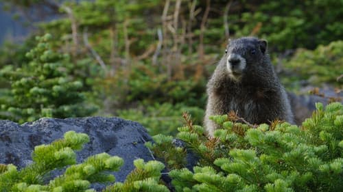 The Mighty Northwest Bild 1