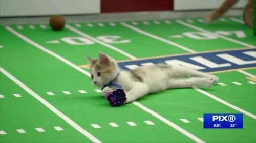 Kitten Bowl VIII Special Bild 1