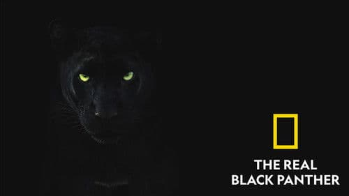 The Real Black Panther Bild 4