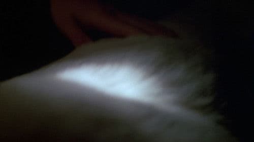 Der weiße Hund von Beverly Hills Bild 8