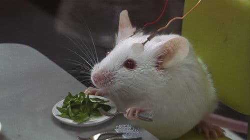 Human Nature - Die Krone der Schöpfung Bild 6