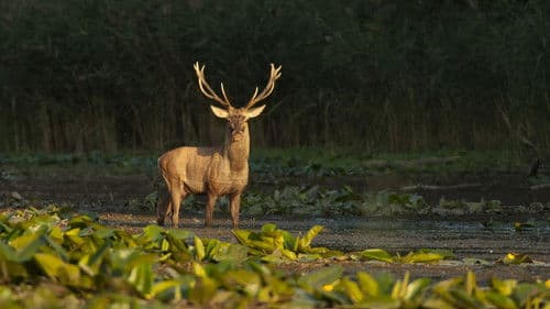 Gemenc - Árterek világa Bild 2