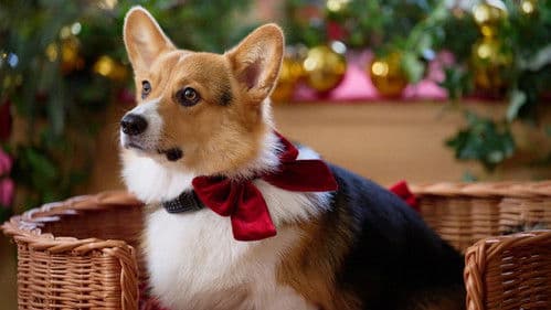 A Royal Corgi Christmas - Weihnachten wird königlich Bild 7