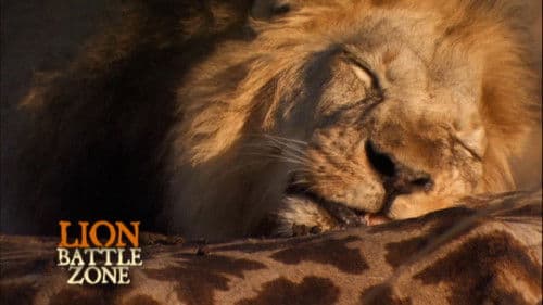 Lion Battle Zone Bild 3